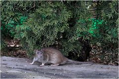 Vogelfutter locken Ratten an