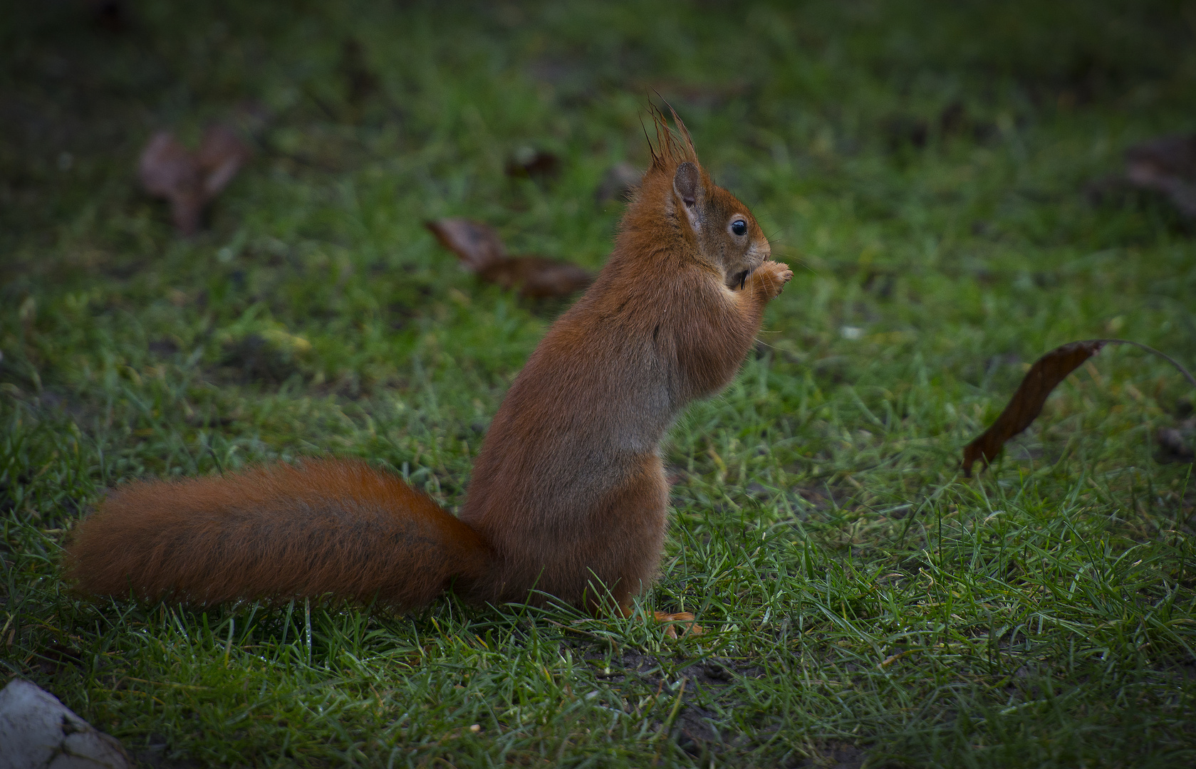 Vogelfutter schmeckt auch :))