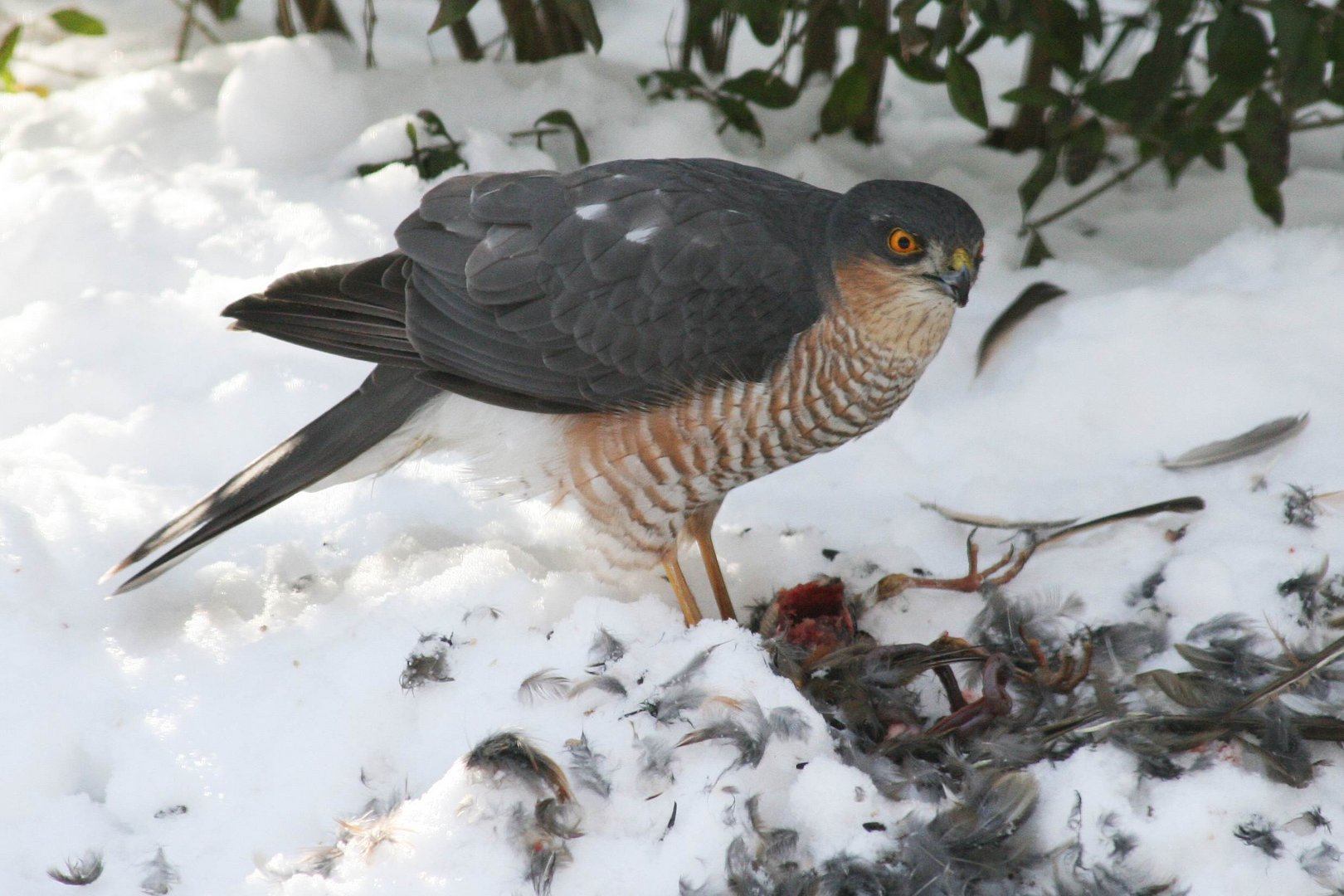 Vogelfutter: Sperber verspeist eine Drossel