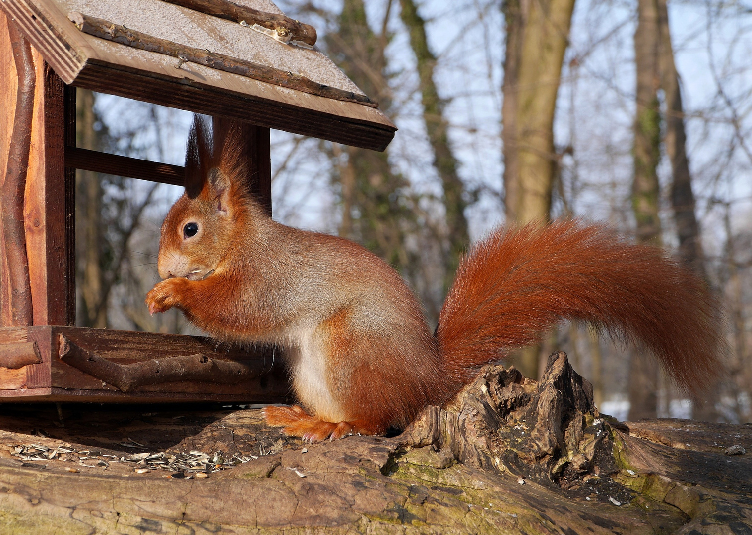 Vogelfutter-Tester oder -Räuber?