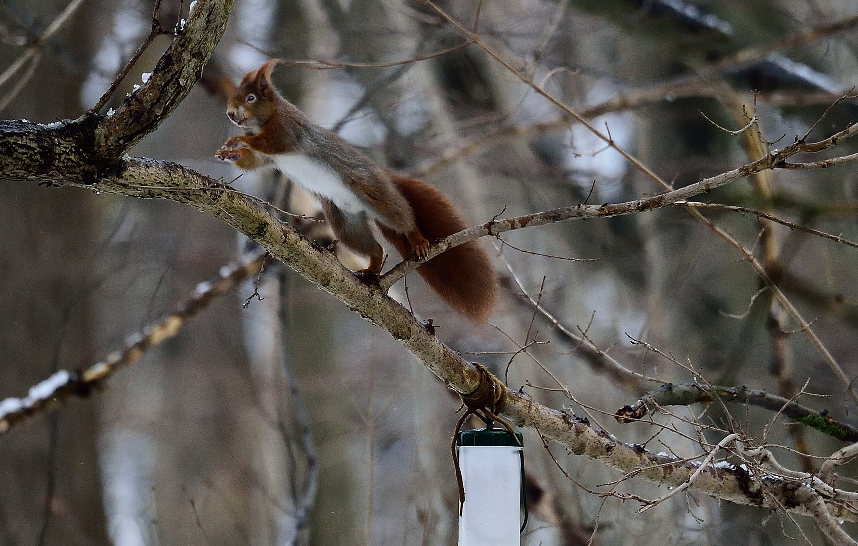 Vogelfutter vernascht und weg-----