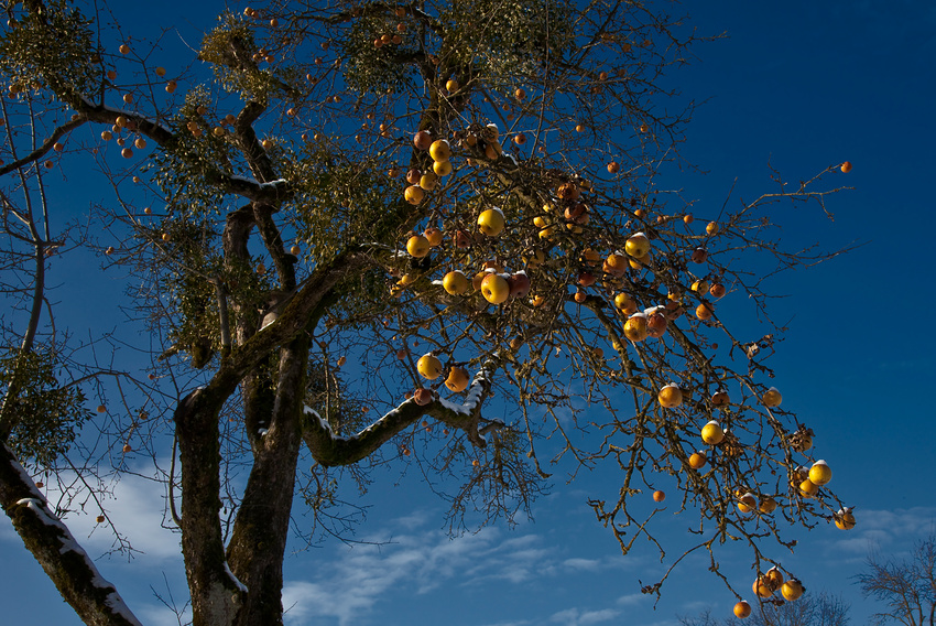 Vogelfutterbaum 2