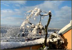  Vogelfutterbaum auf dem Balkon