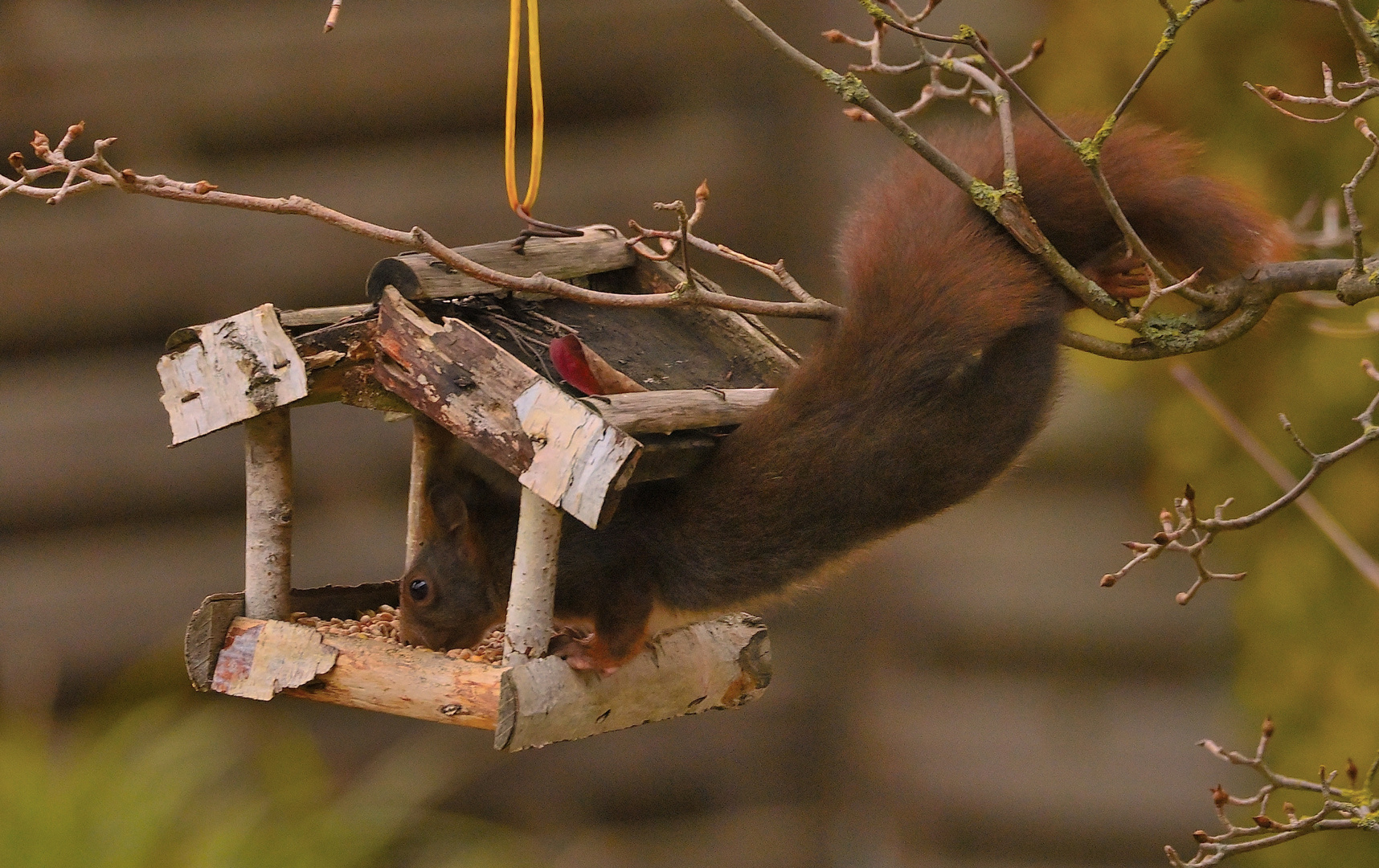 "Vogelfutterdieb"!