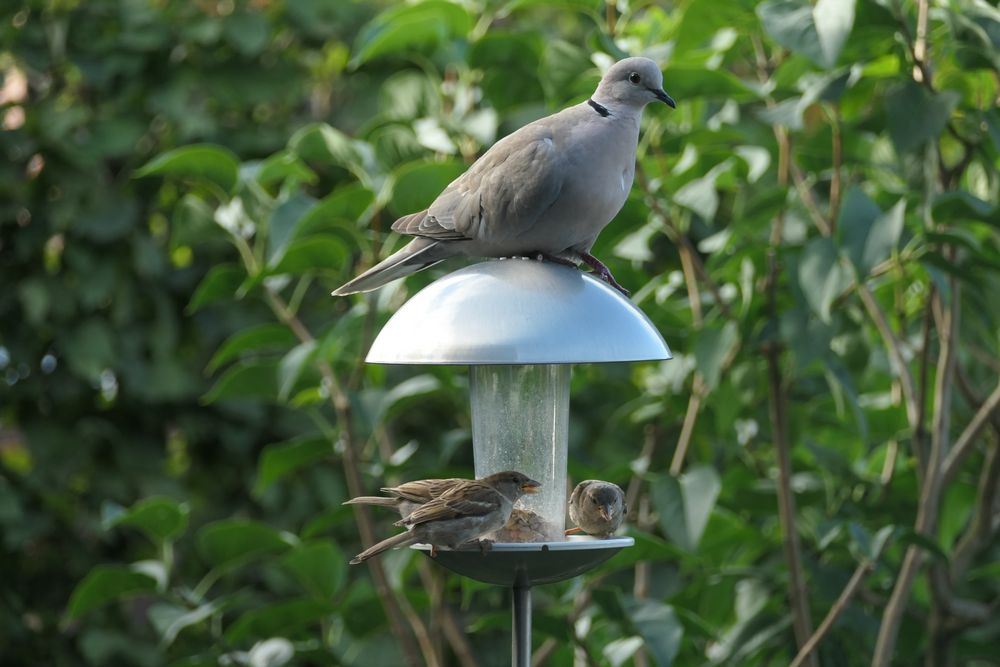 Vogelfutterhaus Besetzung ;-)