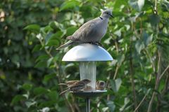 Vogelfutterhaus Besetzung ;-)