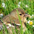 Vogelfutter............oder Frühstück ist fertig