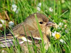 Vogelfutter............oder Frühstück ist fertig