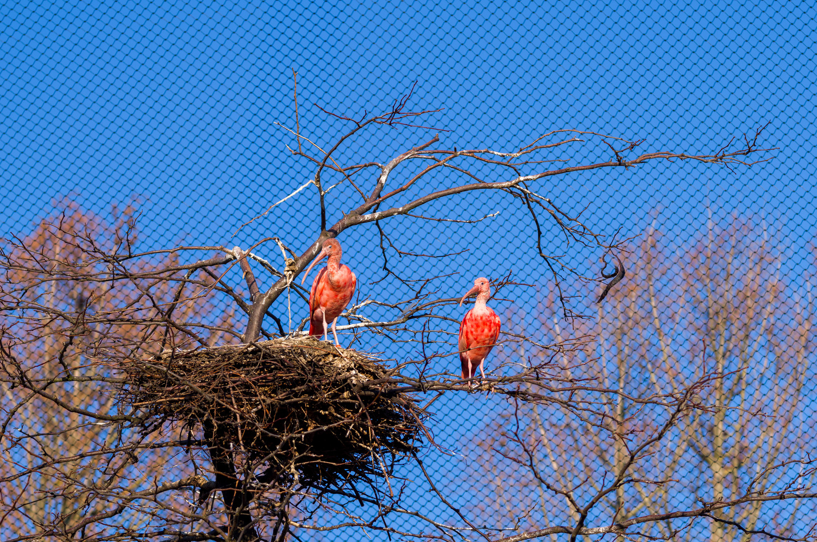 Vogelgehege im Luisenpark Mannheim