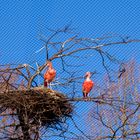 Vogelgehege im Luisenpark Mannheim