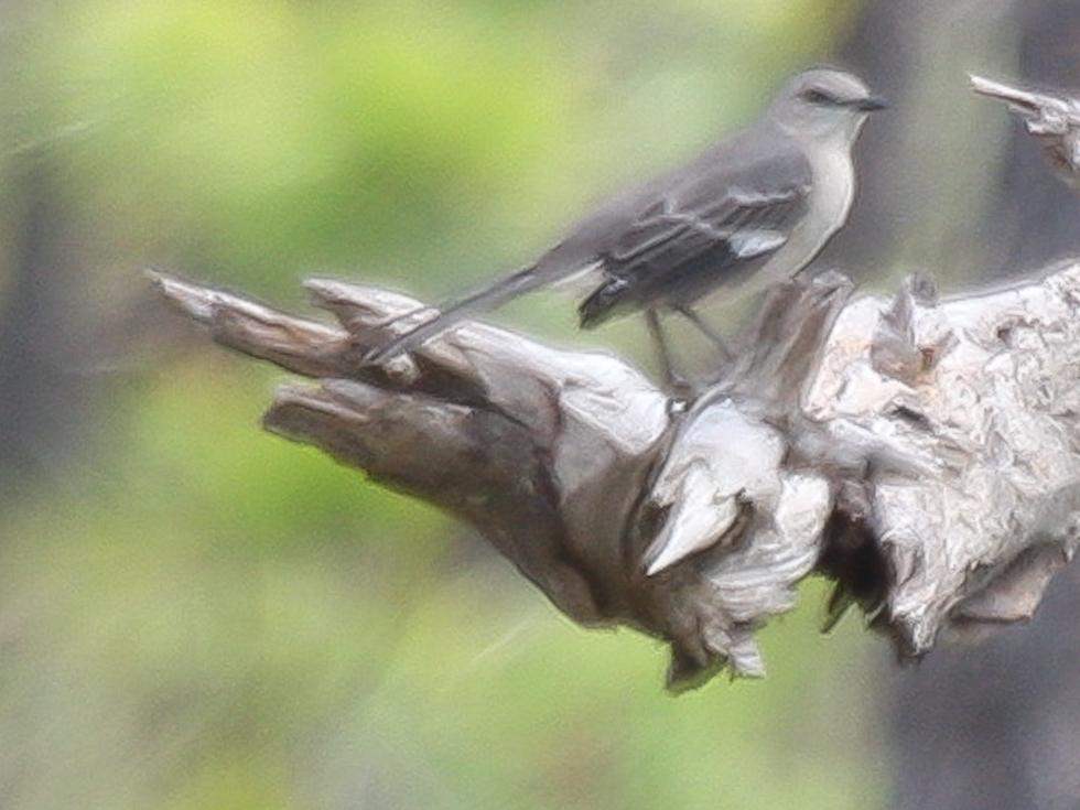 Vogelgemälde