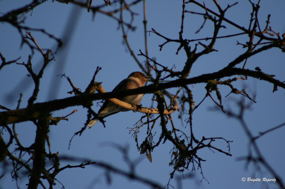 Vogelgesang