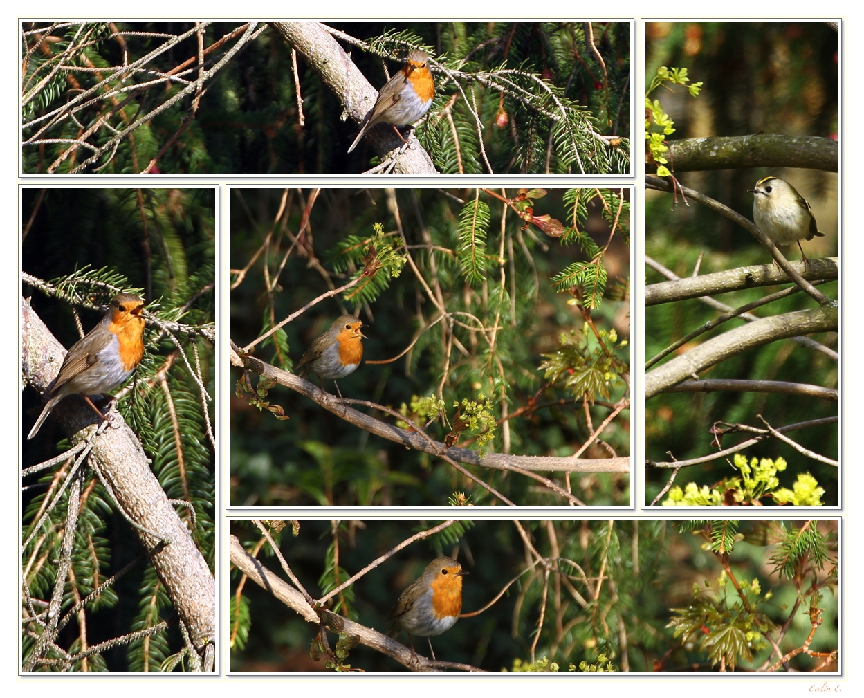 Vogelgesang im Garten