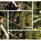 Vogelgesang im Garten