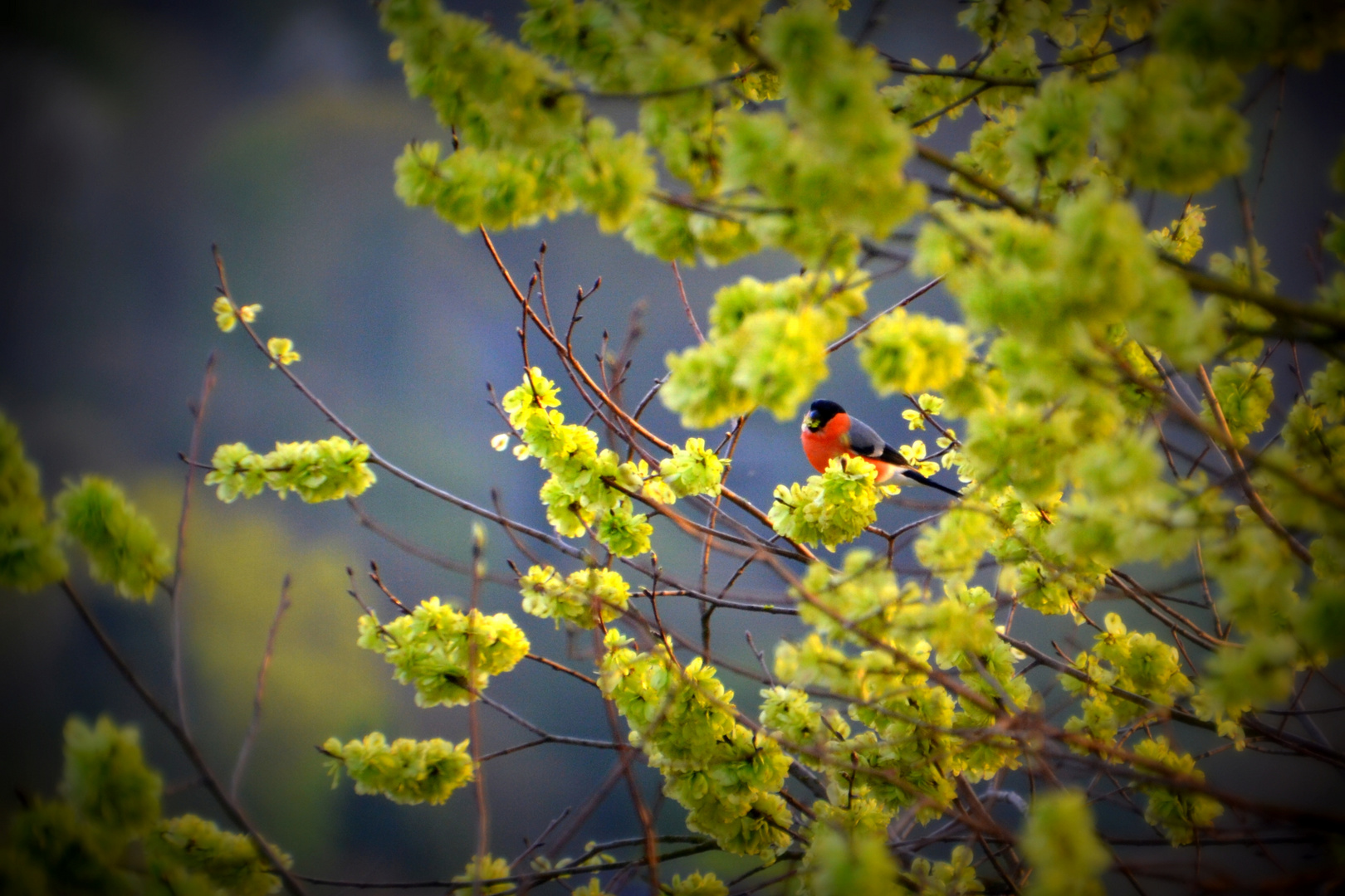 Vogelgezwitscher