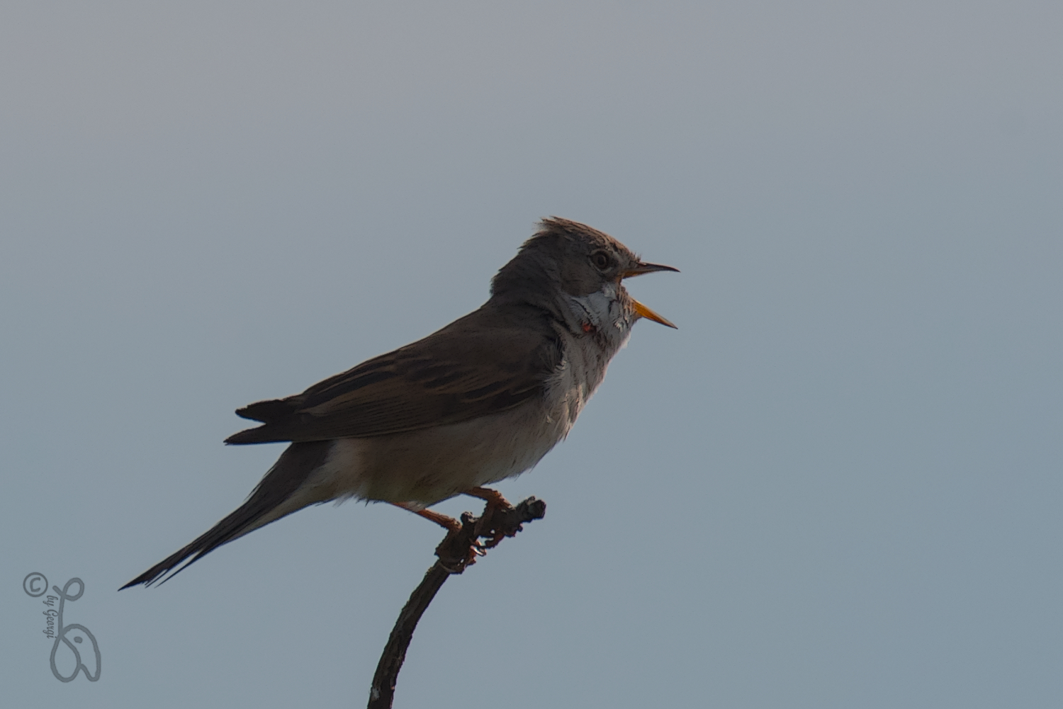 Vogelgezwitscher