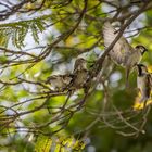 Vogelgezwitscher - Bahia Palast/Marrakesch