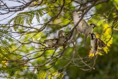 Vogelgezwitscher - Bahia Palast/Marrakesch