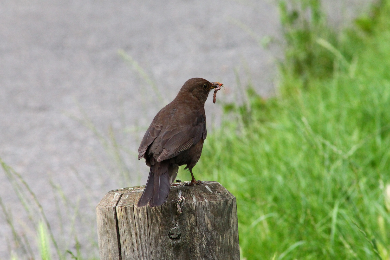 Vogelgezwitscher..