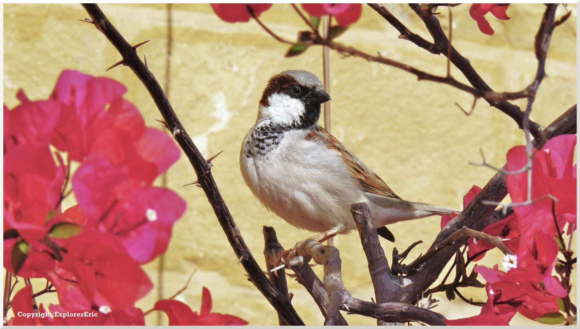 Vogelgezwitscher in Indien