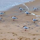 Vogelgrippe - Abstand einhalten - und wehe eine lacht... 