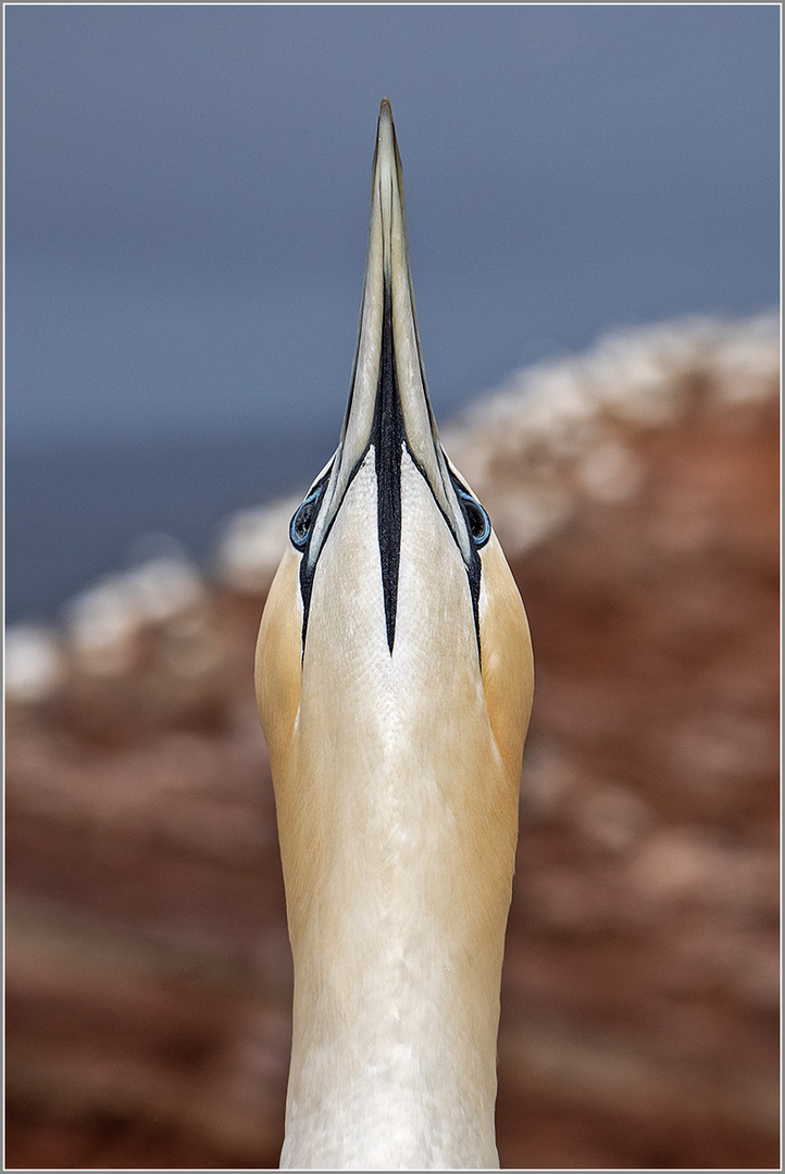 Vogelgrippe ... und Helgoland heute