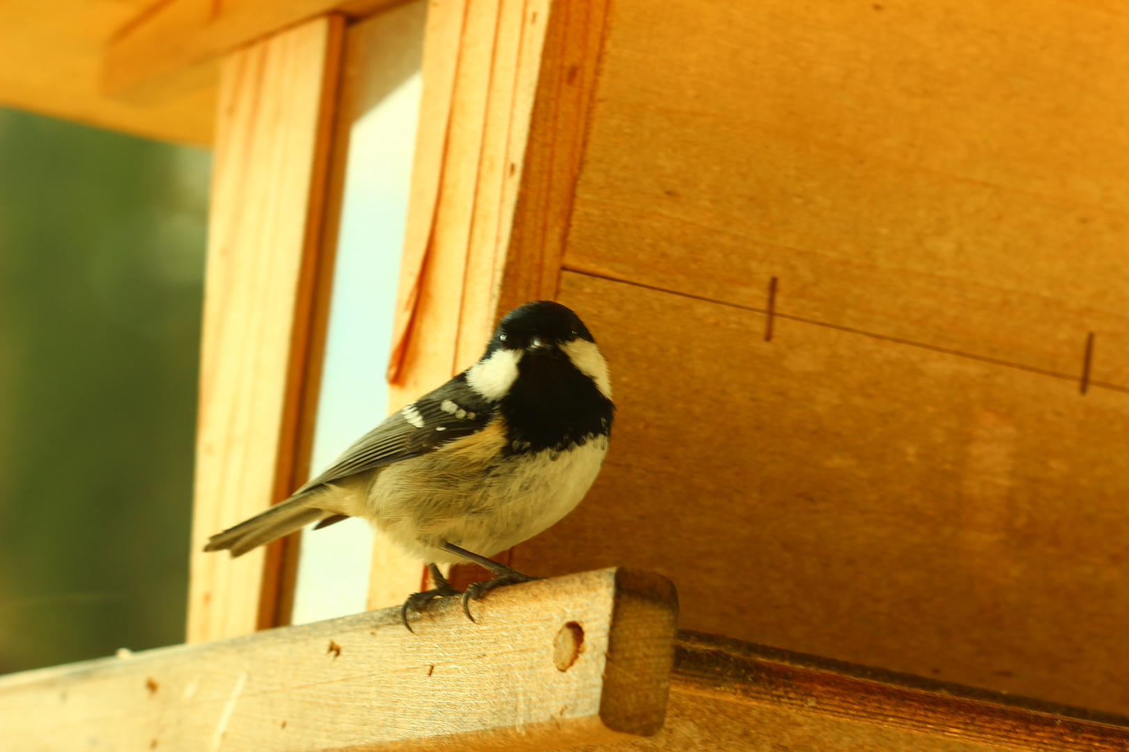 Vogelgruß