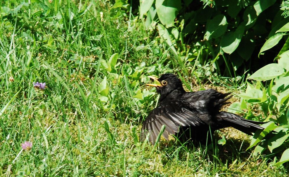 Vogelgymnastik