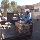 Vogelhändler auf dem Markt in Quesir, Ägypten