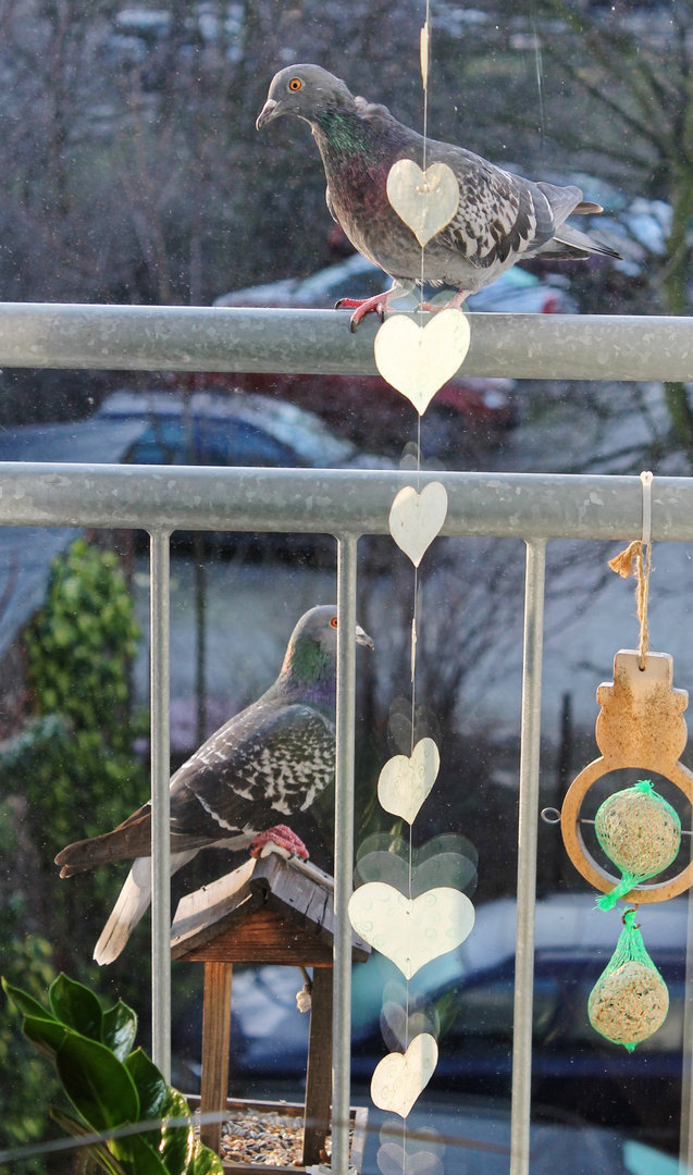 Vogelhäuschen