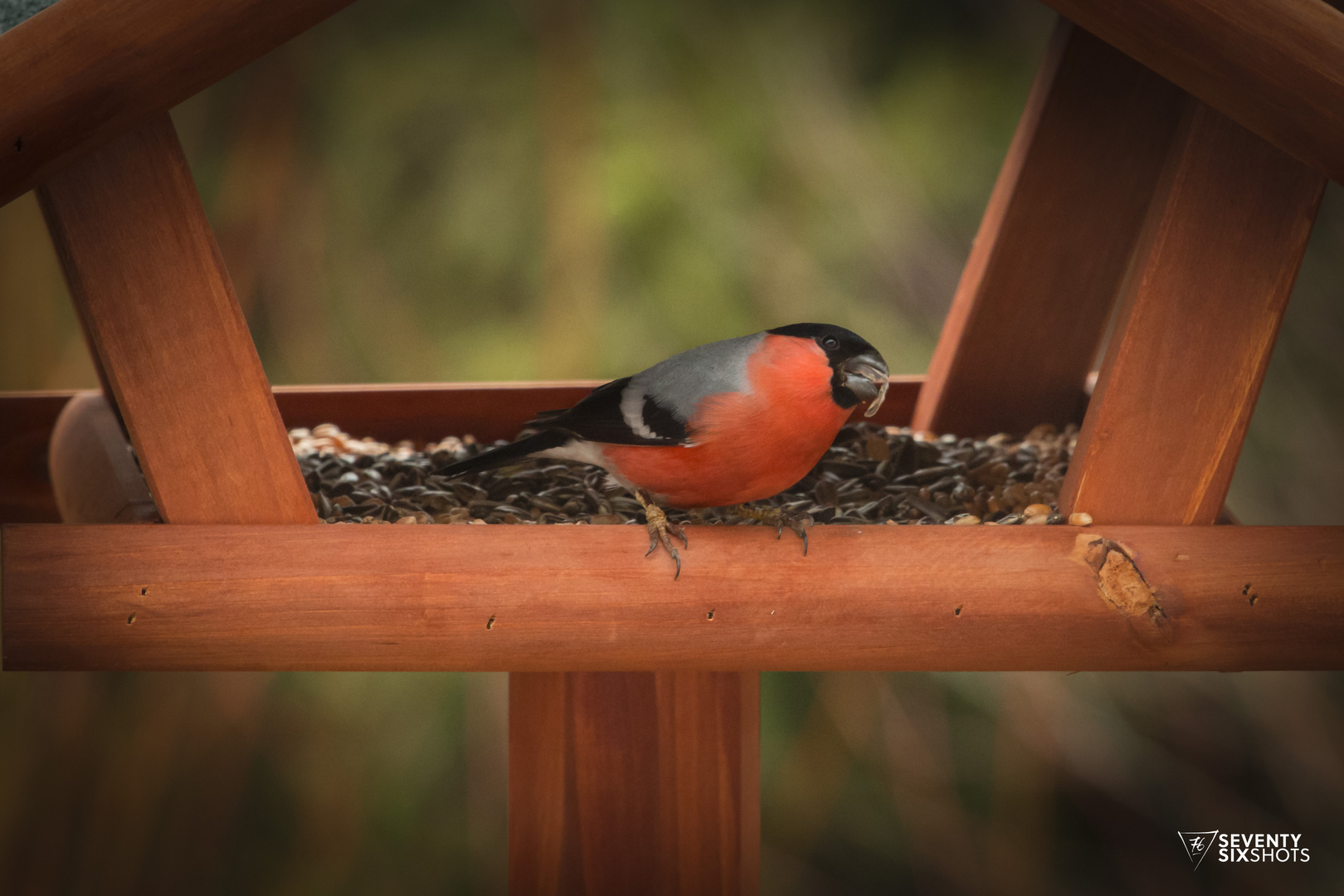 Vogelhäuschen