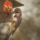 VOGELHÄUSCHEN IM GARTEN