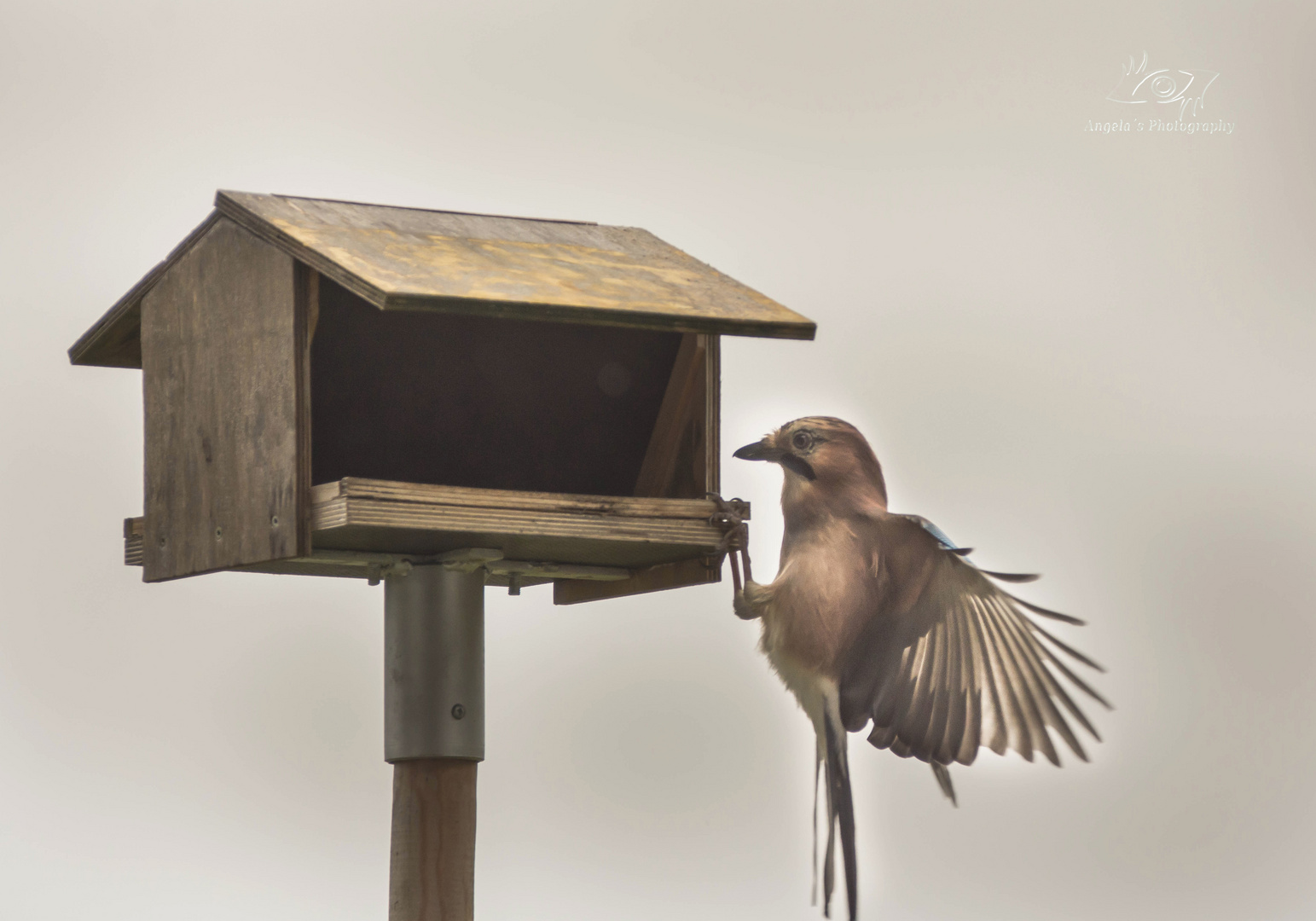 VOGELHÄUSCHEN IM GARTEN