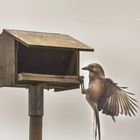 VOGELHÄUSCHEN IM GARTEN