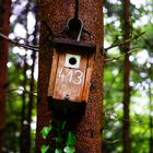 Vogelhäuschen im Wald