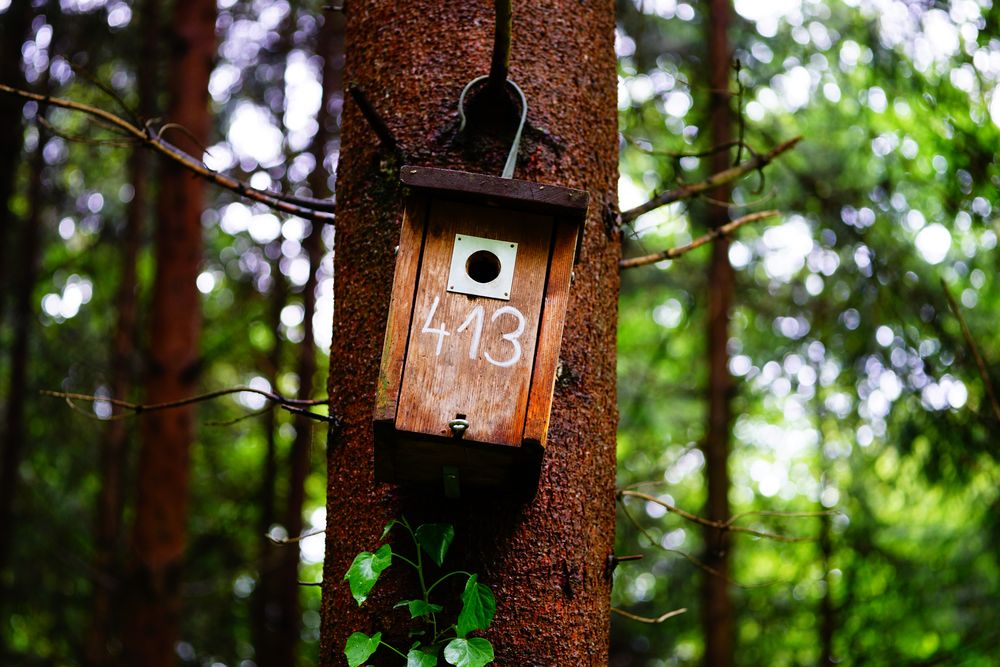 Vogelhäuschen im Wald