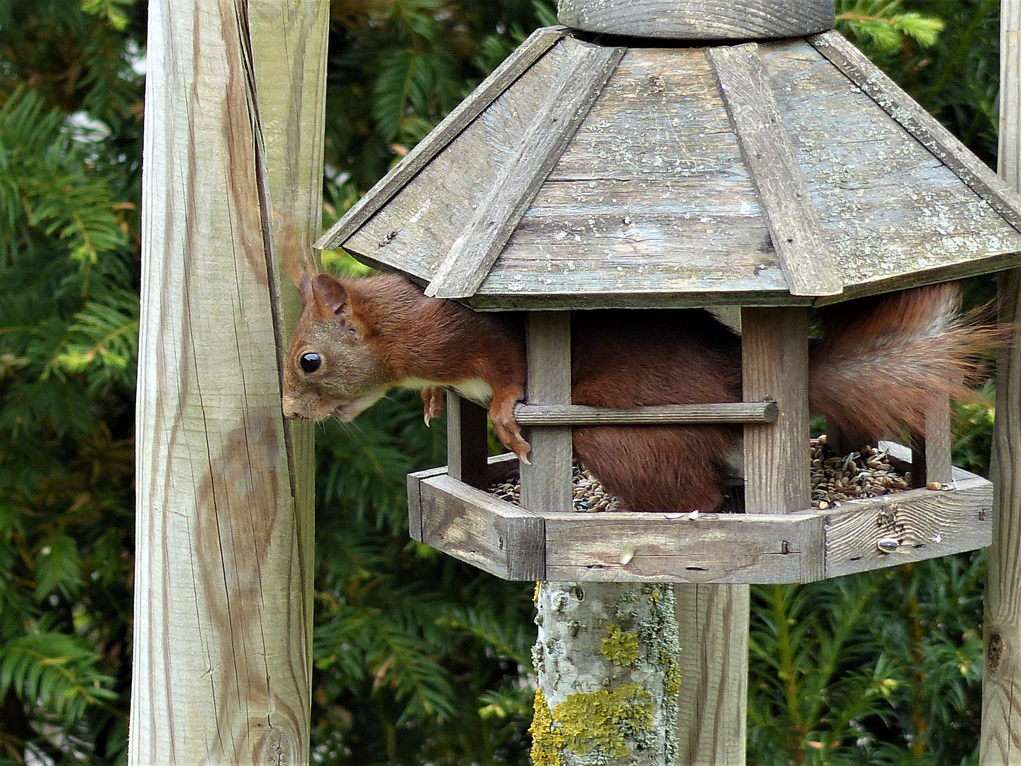 Vogelhäuschen mit Eichhörnchen