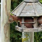 Vogelhäuschen mit Eichhörnchen