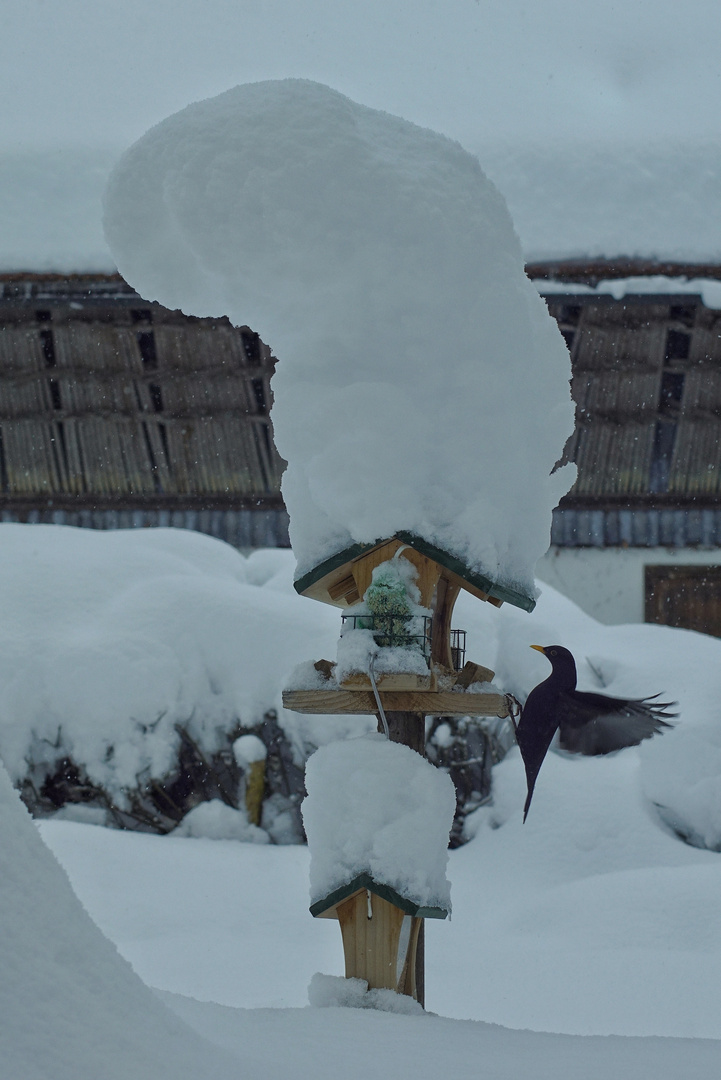 Vogelhäuschen mit Zipfel Mütze 