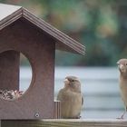 Vogelhäuser mit Bewohnern