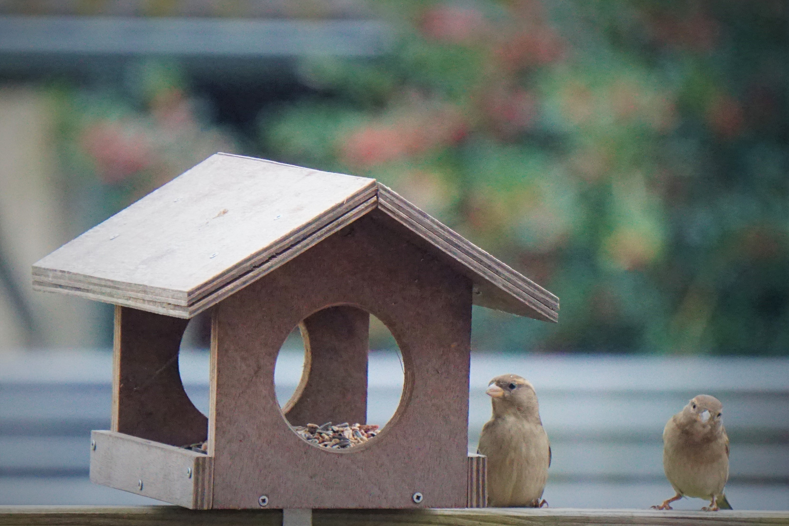 Vogelhäuser mit Bewohnern