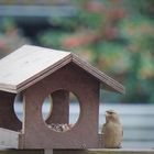 Vogelhäuser mit Bewohnern