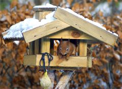 Vogelhaus?