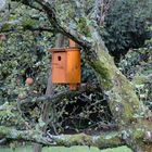 Vogelhaus im Apfelbaum