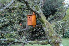 Vogelhaus im Apfelbaum