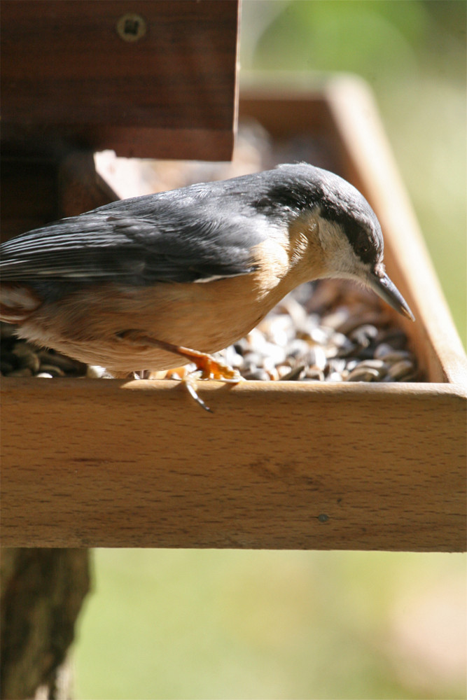 Vogelhaus im Frühling von Jörg Marchner 