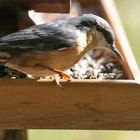 Vogelhaus im Frühling