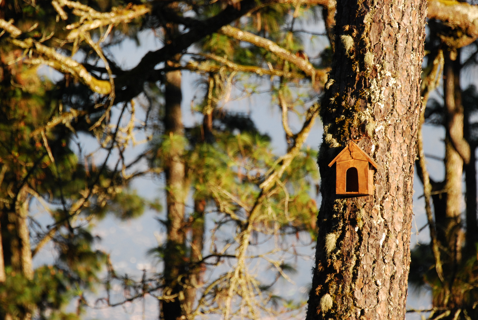 Vogelhaus im Wald