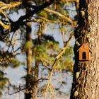 Vogelhaus im Wald