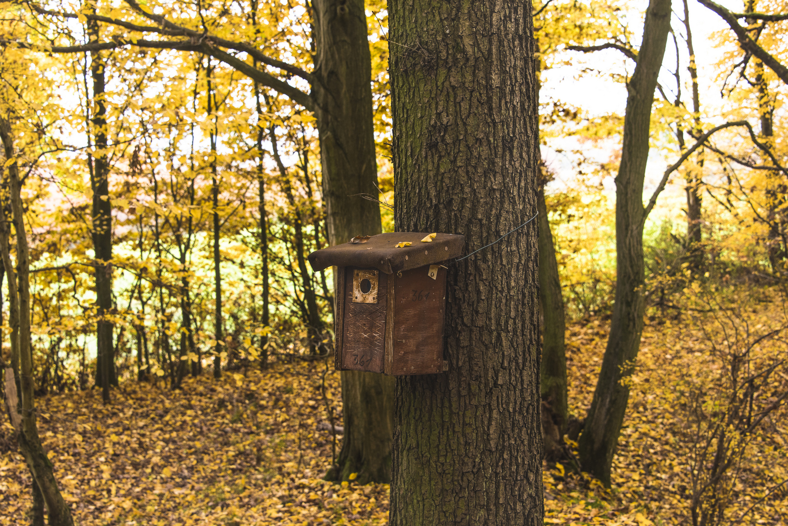 Vogelhaus in Herbst